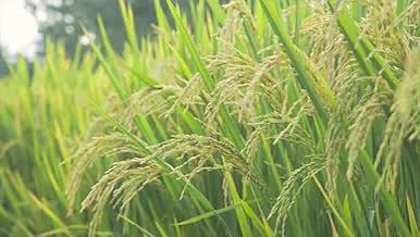 4K实拍丰收水稻稻穗特写升格慢动作视频的预览图